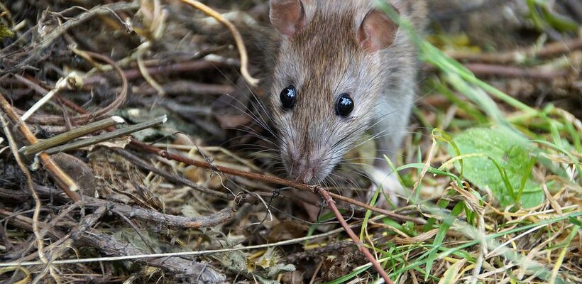 Pardubice se brání přemnožení hlodavců