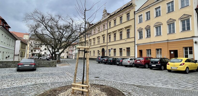 Wernerovo nábřeží zdobí nová lípa