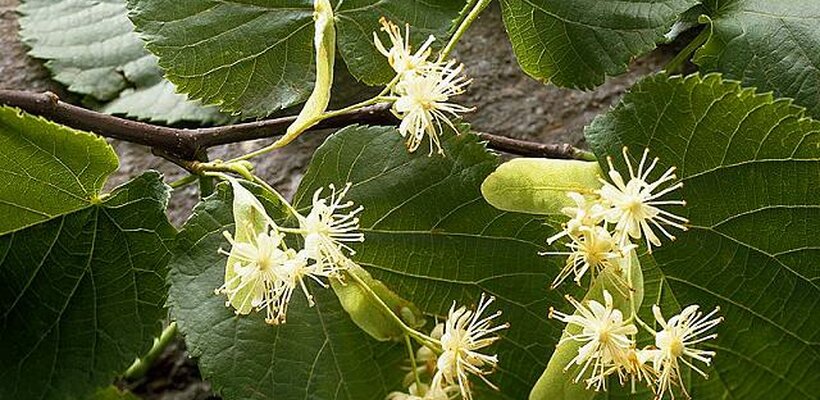 Lípy se od Vápenky zřejmě „přestěhují“