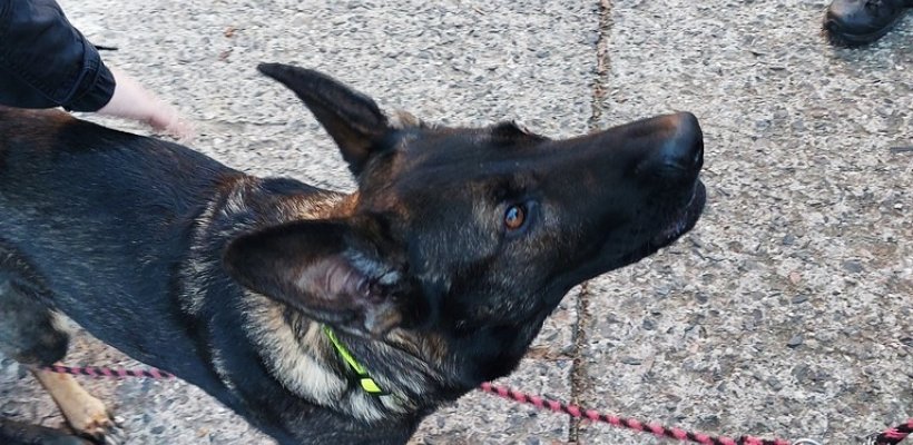 Pes ztracený v paneláku