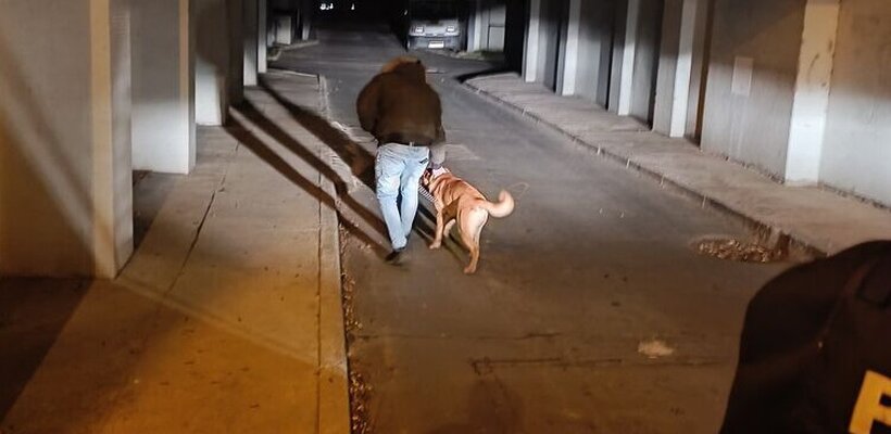 Pes dovedl strážníky k opilému majiteli. Pak si ho i odvedl domů; Probouzení, hledání a zachraňování opilců