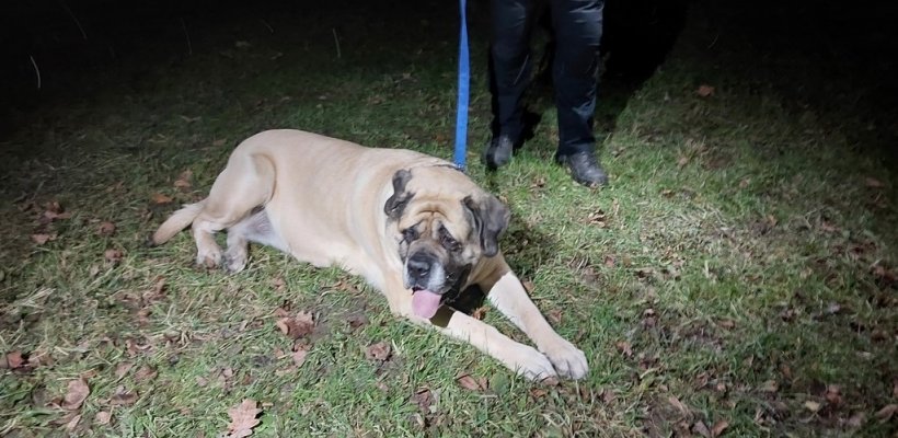 Násilím se snažil dostat za bar k alkoholu. Skončil na záchytce; Není odchyt psa jeden jako druhý. Některá plemena jsou poněkud větší