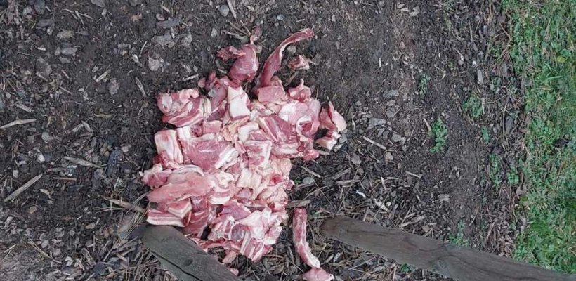 Někdo si zkusil zasadit prase; Z nádraží putoval rovnou na policejní služebnu; Pil v baru, dokud nepadnul