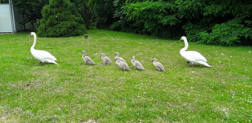 Kachny se v Pardubicích opičí po labutích a zaměstnávají strážníky