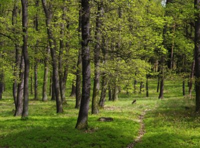 Hospodaření v městských lesích nevybočilo v minulém roce z normálu, pro letošek se plánuje výsadba u Staročernska nebo lesoparku Dukla