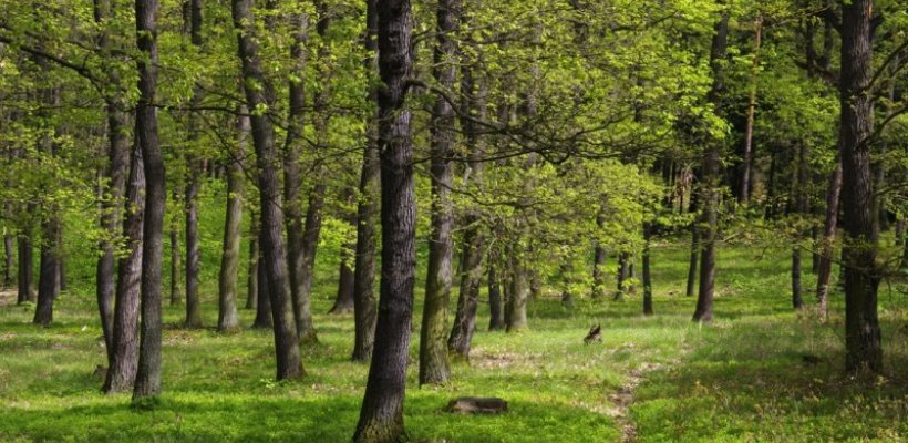 Hospodaření v městských lesích nevybočilo v minulém roce z normálu, pro letošek se plánuje výsadba u Staročernska nebo lesoparku Dukla