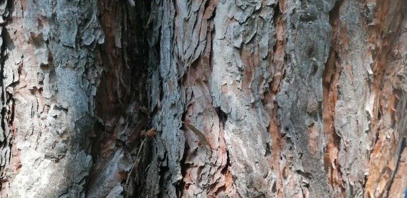 Kácení nebezpečných a suchých stromů na území MO III dne 6. 6. 2023