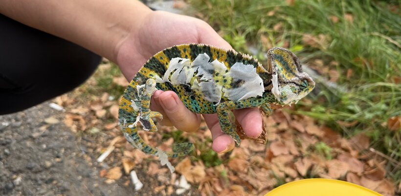 Chameleony vyhodil do popelnic i s terárii