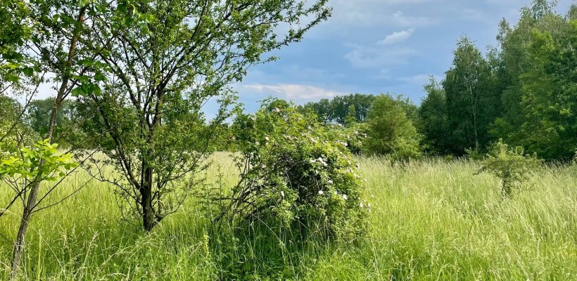Práce na revitalizaci přírodní lokality Červeňák pokračují