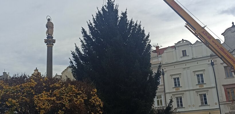 V historickém centru opět vyrostl vánoční strom