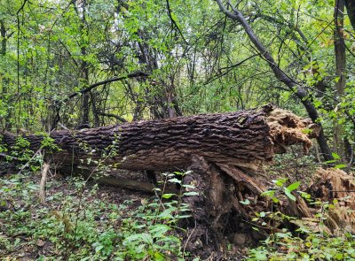 Zákaz vstupu do porostu mezi mosty "Zeleňák" a "Červeňák"