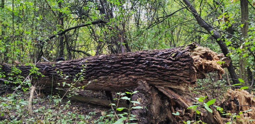 Zákaz vstupu do porostu mezi mosty "Zeleňák" a "Červeňák"