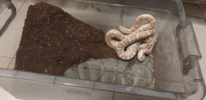 Opilý muž se místo záchytky dočká vyhoštění; Strážníci ošetřili seniorku. Přivolalo je nouzové tlačítko; Had v popelnici. I s teráriem