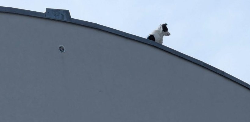 Border kolie na střeše. Počkala, až se pod domem sejde celé stádo IZS a šla domů; Řídil s mobilem a bez řidičského průkazu